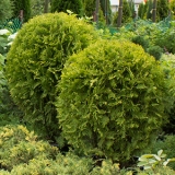 Туя западная Golden Globe