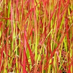 Императа цилиндрическая Red Baron