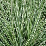 Вейник остроцветковый Avalanche