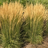 Вейник остроцветковый Karl Foerster