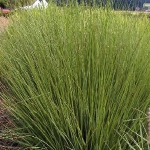 Молиния голубая Moorhexe