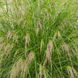 Щучка дернистая (луговик) Goldtau