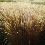 Щучка дернистая (луговик) Bronzeschleier