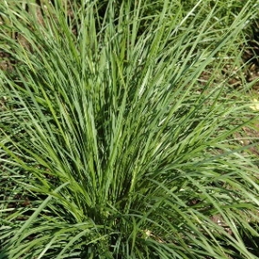 Щучка дернистая (луговик) Goldschleier