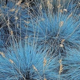 Овсяница сизая