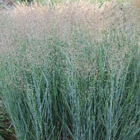 Просо прутьевидное Heavy Metal