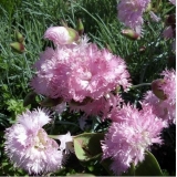 Гвоздика перистая