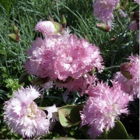 Гвоздика перистая