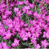 Гвоздика серовато-голубая