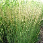 Молиния голубая Heidebraut