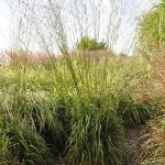 Молиния тростниковая Skyracer