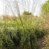 Молиния тростниковая Skyracer