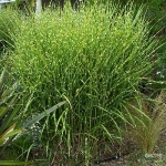 Мискантус китайский Strictus