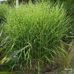 Мискантус китайский Strictus