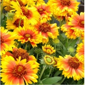 Гайлардия крупноцветковая Mesa Bright Bicolor