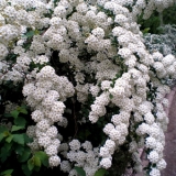 Спирея Вангутта