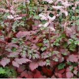 Астильба китайская Color Flash