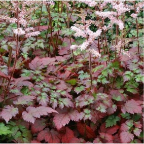 Астильба китайская Color Flash