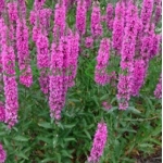 Дербенник иволистный Robert