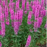 Дербенник иволистный Robert