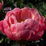 Пион гибридный Coral Charm