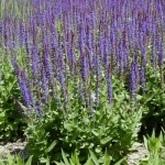 Шалфей дубравный Blaukonigin