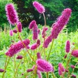 Кровохлебка Мензиса