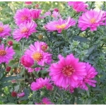 Астра кустарниковая Anneke