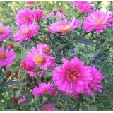 Астра кустарниковая Anneke