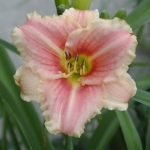 Лилейник Little Anna Rosa