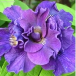 Ирис сибирский Concord Crush