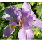 Ирис сибирский Kita-No-Seiza (Ranman)