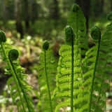 Страусник обыкновенный