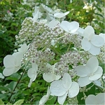 Гортензия метельчатая Prim White