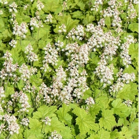 Тиарелла wherryi