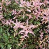 Астильба простолистная Sprite