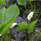 Калла болотная