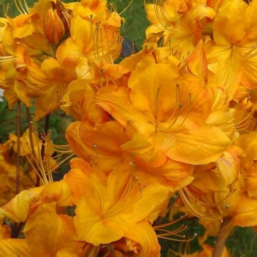 Рододендрон листопадный Klondyke