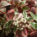 Дерен белый Sibirica Variegata