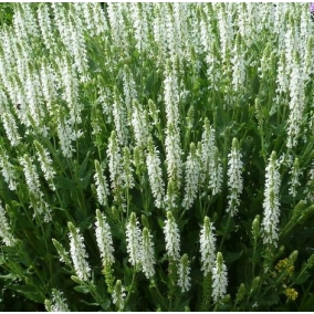 Шалфей дубравный Schneehugel