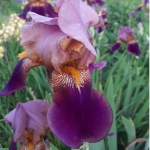 Ирис бородатый (германский) Brasier