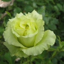 Роза чайно-гибридная Green Peace