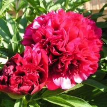 Пион лекарственный Rubra Plena