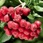 Рябина Титан