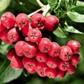 Рябина Титан