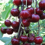 Дюк Чудо-вишня