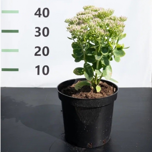 Седум (очиток) видный Stardust