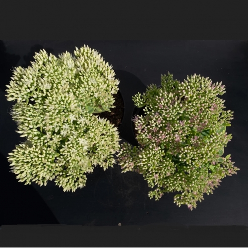 Седум (очиток) видный Stardust