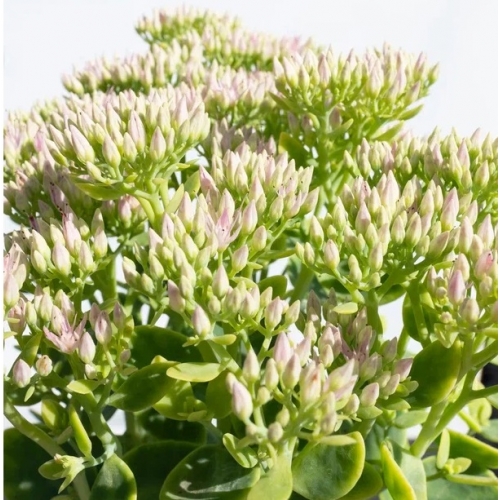 Седум (очиток) видный Stardust