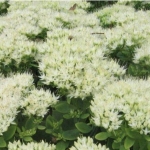 Седум (очиток) видный Stardust